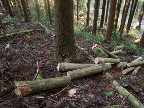 山で薪を集める